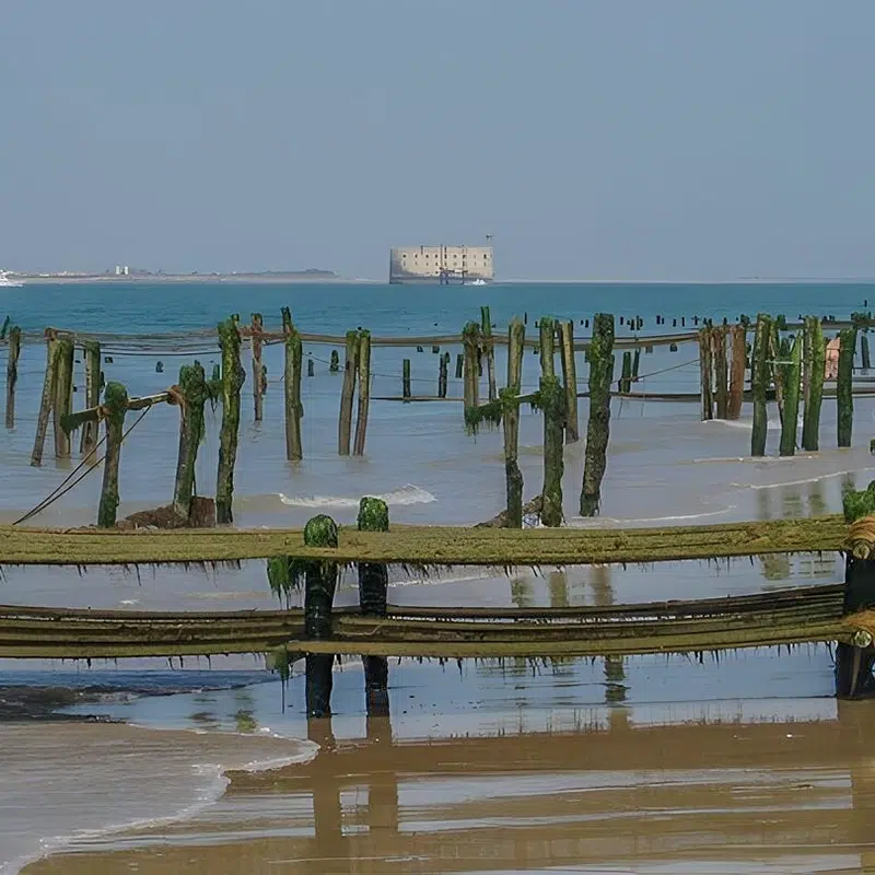 elevage moules bouchot oleron